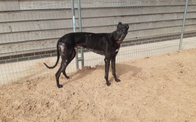 Please help – 12 black dogs needing homes